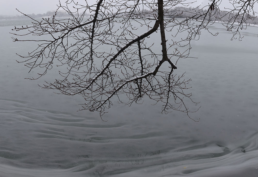 Wintry Frozen Water, Drooping Cherry Tree Branches